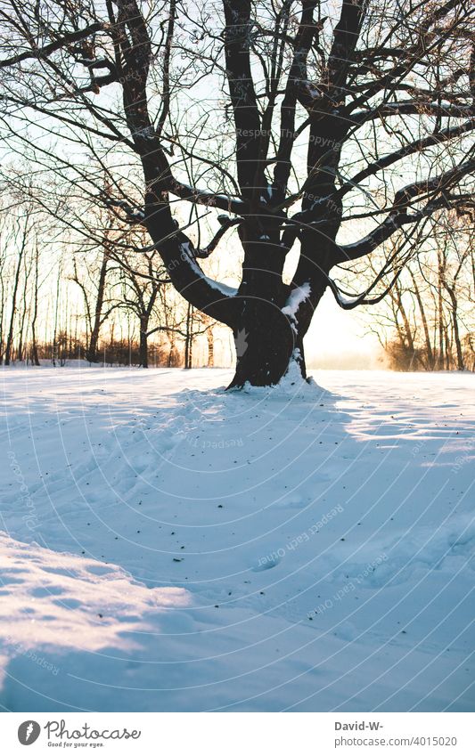 zugschneiter Baum im Winter Schnee verschneit Sonnenaufgang Sonnenstrahlen winterlich Landschaft Winterstimmung Wintertag weiß