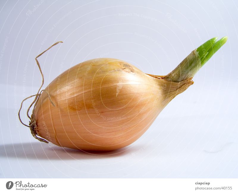Zwiebel onion Gemüse obiekt cebula