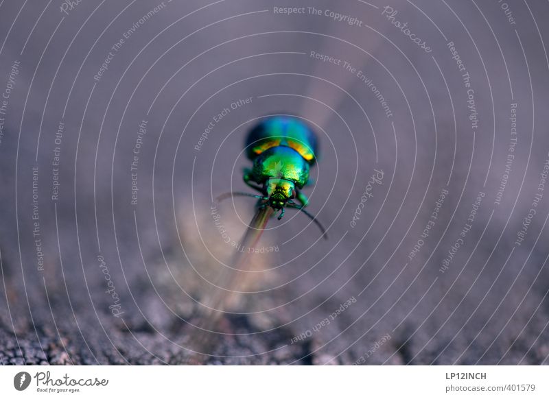 NEON Käfer 1 Tier Sport außergewöhnlich grün Bewegung elegant Kontrolle Leichtigkeit Natur Präzision Ziel Insekt Fühler krabbeln neonfarbig Farbfoto