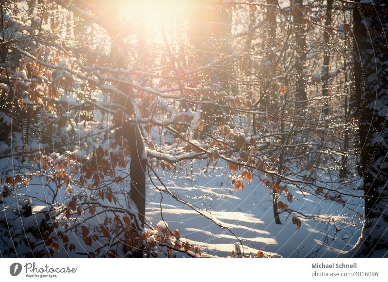 Waldsonne oder Sonnenwald im Winter Natur Pflanze Schnee kalt weiß Landschaft Außenaufnahme Gegenlicht Sonnenlicht