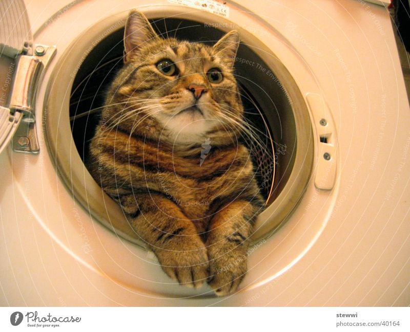 Waschmietz Katze Fell Reinigen Sauberkeit Waschmaschine Nest Bullauge Wäsche Waschen Körperpflege schonwäsche Hauskatze Starrer Blick lustig skurril