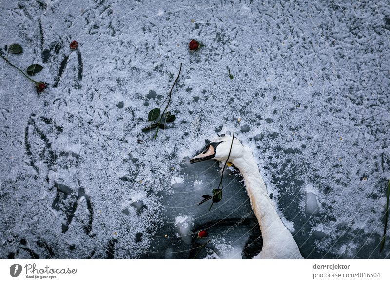 Toter Schwan auf Eis mit Rosen I Vogelbeobachtung Vogelperspektive Hauptstadt Winterstimmung Kälte Landwehrkanal Kanal Schatten Kontrast trist