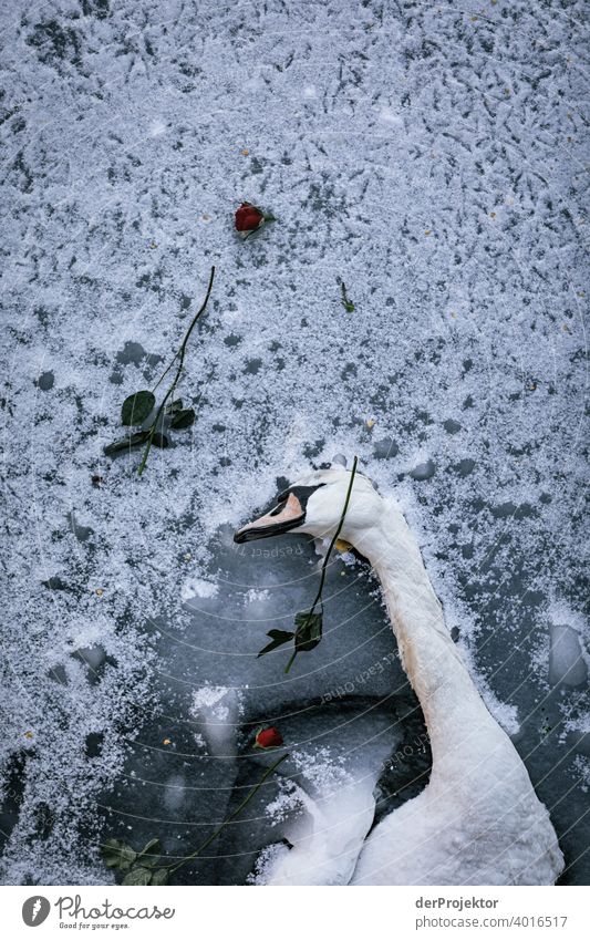 Toter Schwan auf Eis mit Rosen III Vogelbeobachtung Vogelperspektive Hauptstadt Winterstimmung Kälte Landwehrkanal Kanal Schatten Kontrast trist
