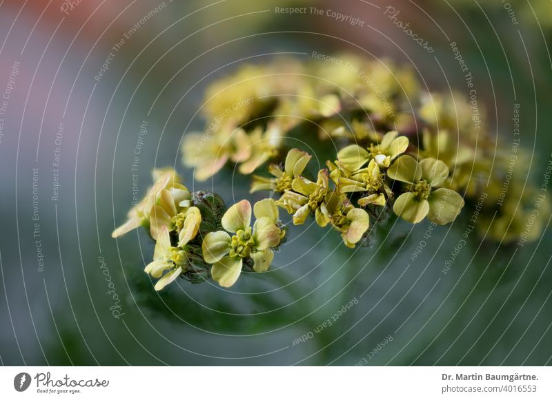 Blütenstände der gemeinen Schafgarbe, Achillea millefolium mit gelben Zungenblütenn Pflanze Blütenstand Gartenform Staude Halbstrauch Asteraceae Compositae