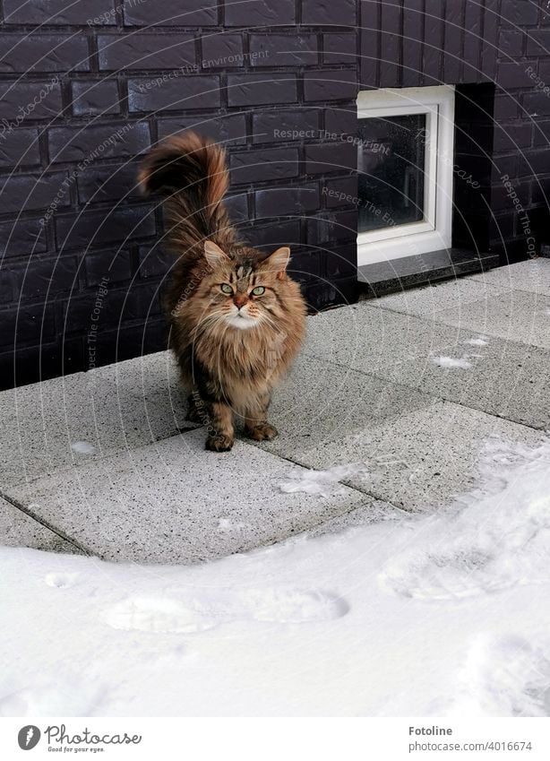 Bah Schnee denkt sich die Maine Coon Katze und bittet, wieder rein getragen zu werden, damit sie auf keine Schneeflocke tritt. maine coon katze Fell fluffig