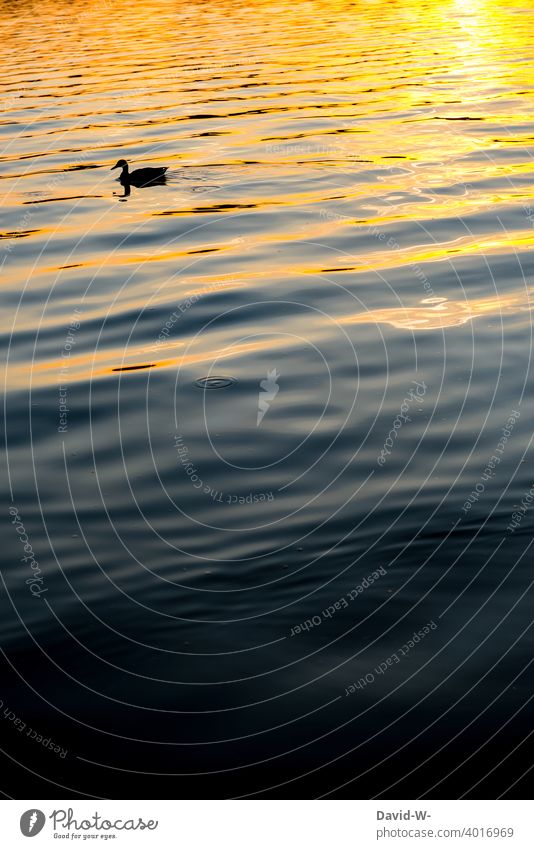 Silhouette einer Ente die bei Sonnenuntergang auf dem Wasser schwimmt See Schwimmen Muster Kunst Künstlerisch Gemälde Tier Bewegung Meer stimmungsvoll