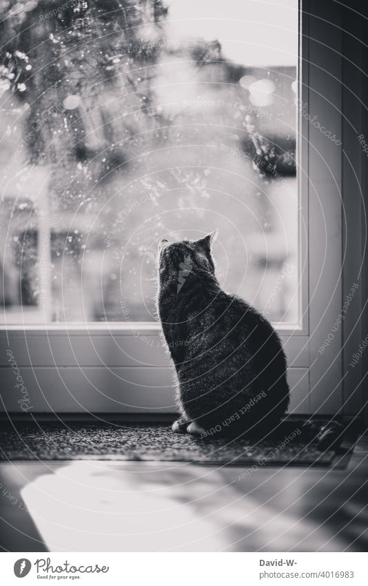 Katze schaut aus dem Fenster gefangen Hauskatze eingesperrt traurigkeit düster Blick beobachten Fensterscheibe Haustier Quarantäne Corona