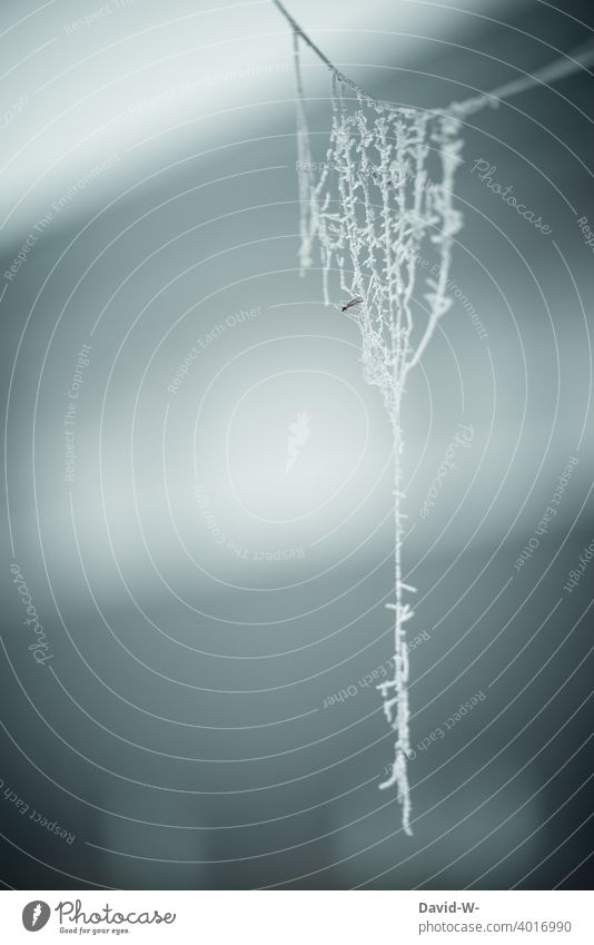 frostig - Spinnennetz im Winter mit raureif überzogen Raureif kalt eisig kühl Eis grau winterlich Wintertag Frost