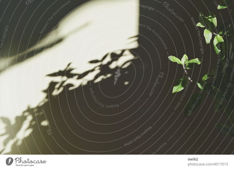 Hängende Gärten Pflanze Blätter Menschenleer Farbfoto Strukturen & Formen Sträucher Schönes Wetter Nahaufnahme Detailaufnahme hängen Textfreiraum links