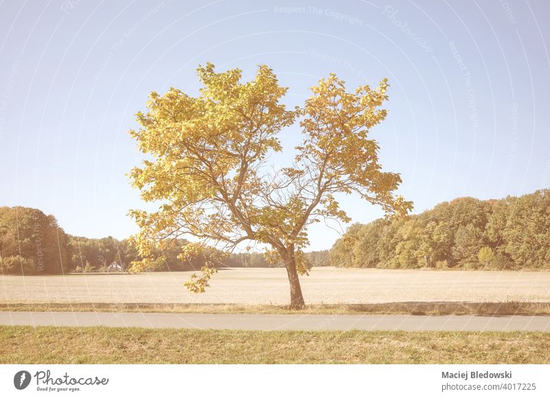Farbig getöntes Bild eines einsamen Baumes. Park Natur gelb Herbst Saison fallen Wald Feld retro altehrwürdig Farbe gefiltert Einfluss friedlich Straße Weg