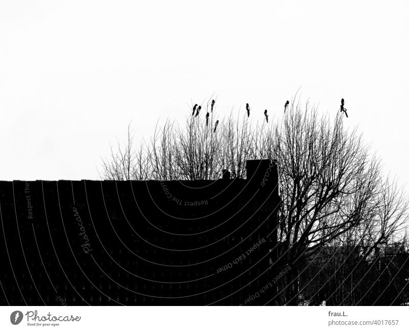 Konferenz der Elstern Himmel Rabenvogel Wildvogel monogam Paar Baum Natur Tier Vogel Dach Dächer Winter
