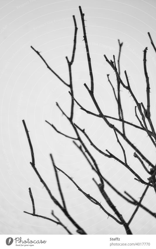 Rosenbusch im Februar mit Schnee im Hintergrund Wintereinbruch schneebedeckt grauer Schnee Winterstille Tristesse Winterruhe trist blattlos laublos Strauch