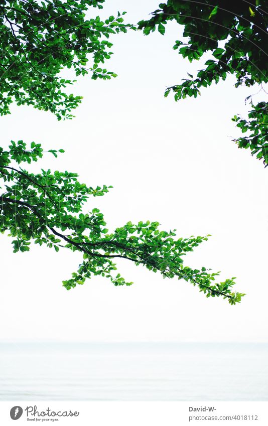 Äste mit Blättern ergeben ein Muster - Meer im Hintergrund Baum Zweige u. Äste Natur Form Umwelt Platzhalter Textfreiraum Pflanze