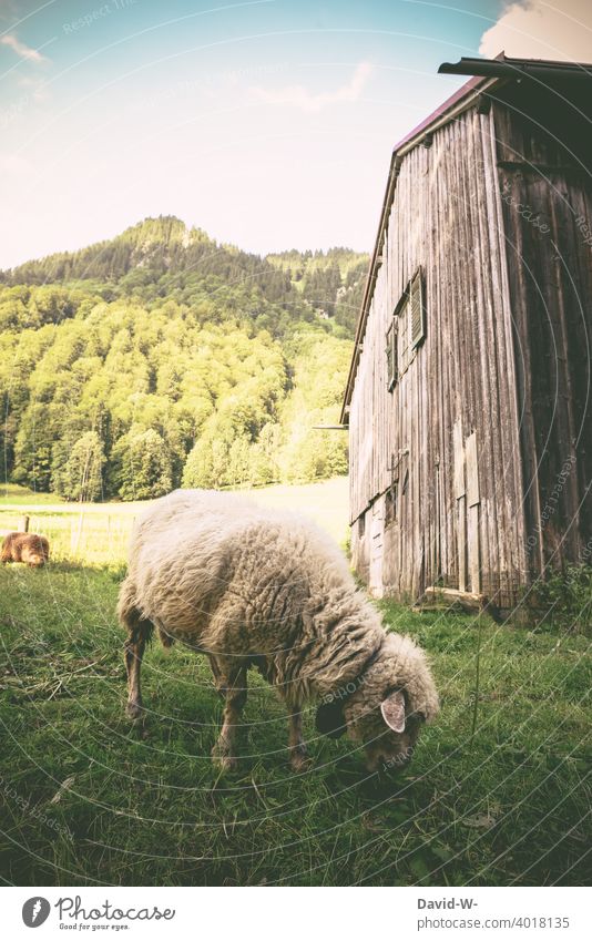 Urlaub in den Bergen - Schaf steht auf der Wiese und frisst Gras ländlich Schafe fressen Berge u. Gebirge Urlaubsstimmung Natur Landschaft Alpen Holzhütte