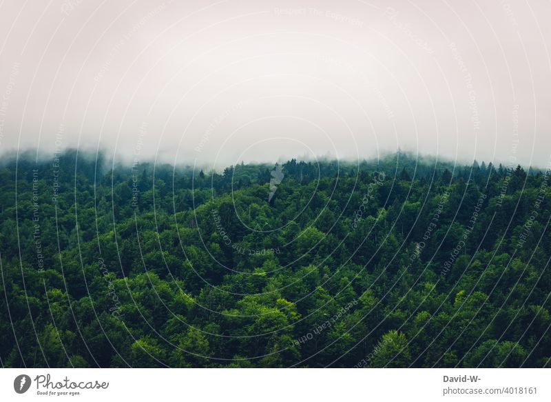 Wald und Wolken - vom Nebel verschluckt Geisterwald Nebelschleier Nebelwald Wolkenfeld geisterhaft