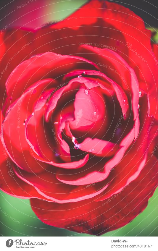 Nahaufnahme einer roten Rose Blüte duften Liebeserklärung Muttertag Valentinstag Liebesgruß Romantik