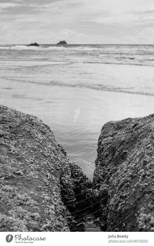 Oregon-Küstenlandschaft: zwei mit Seepocken bedeckte Felsen im Vordergrund und das Meer dahinter Entenmuschel Arthropode marin seicht Gezeiten tidenabhängig