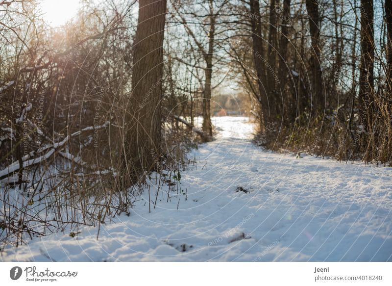 Schneebedeckter Wanderweg im Winter | Die Sonne blitzt durch die Äste und Zweige der Bäume schneebedeckt Wanderwege wanderweg wandern Sonnenlicht Gegenlicht