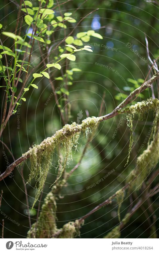 Moos, das von Ästen in einem Wald hängt; gedämpftes Licht hängen Vorhang unscharf Ast Niederlassungen grün üppig (Wuchs) Zweig pazifischer Nordwesten Oregon