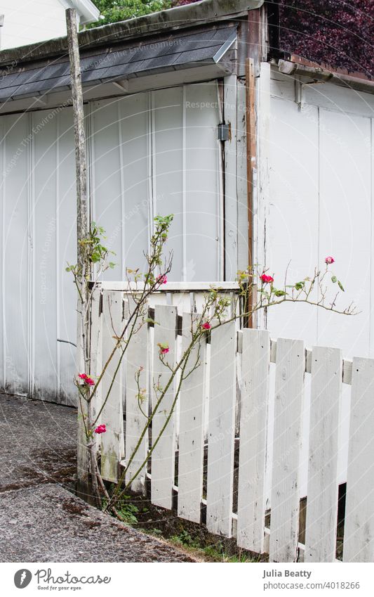 Abgenutzte weiße Holz-Garage und Lattenzaun mit rosa Rosenstrauch lehnt gegen sie Roséwein fettarm wachsen Spalier Zaun Bürgersteig Baracke alt abgenutzt Chip