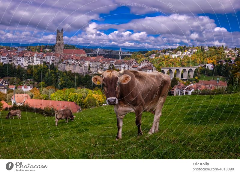 Gruppe von schönen Kühen, die auf einer Wiese grasen, mit der Stadt Freiburg und der Kathedrale Saint-Nicolas im Hintergrund, aufgenommen in Freiburg, Schweiz