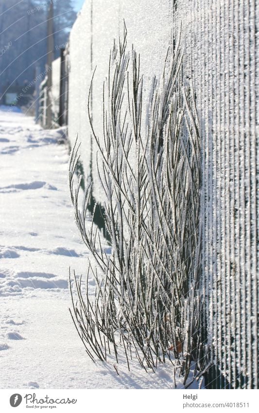 Pflanze am Zaun mit Raureif bedeckt im Gegenlicht Winter Kälte Eiskristalle Gras Frost kalt gefroren Natur frieren Winterstimmung frostig Außenaufnahme