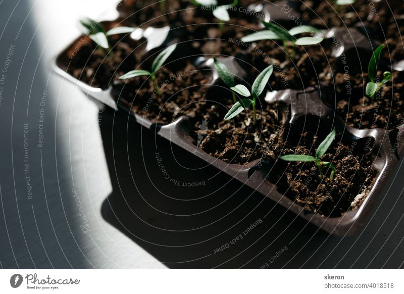 Pflanzenwachstum auf dem Boden. Frühe Sämlinge, die aus Samen in Kästen zu Hause auf der Fensterbank gezogen werden. Das Konzept der Vorbereitung auf die Pflanzsaison in der Landwirtschaft. Tomatensämlinge auf der Fensterbank.