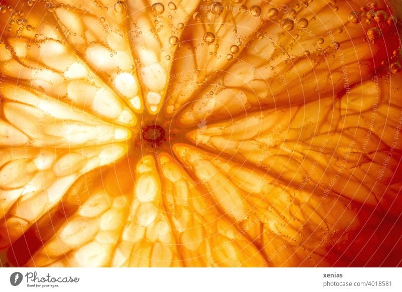 Saftschläuche einer Pampelmuse in Orange mit Licht und Luftblasen orange Frucht Obst Lebensmittel gesund frisch lecker Gesunde Ernährung Vegetarische Ernährung