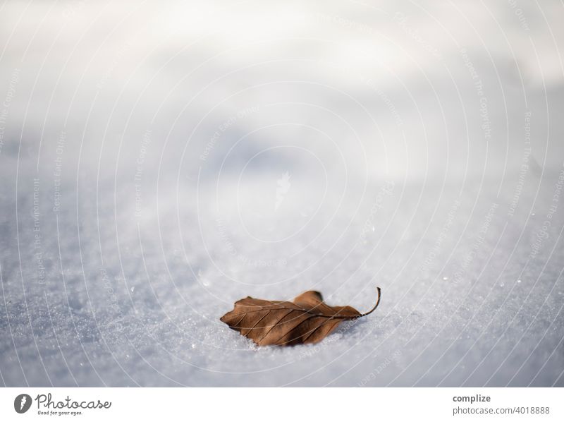 Einsames braunes Herbst-Blatt auf Schnee Pulverschnee Winter Frost weiß Hintergrund herbstblatt Einsamkeit alleine glizern Sonnenlicht Natur