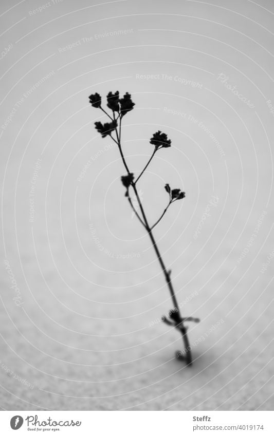 eine kleine Pflanze im Schnee Kälte Wintereinbruch Februar Schneedecke schneebedeckt Kälteeinbruch Winterkälte Wintertag Tristesse Einsamkeit minimalistisch