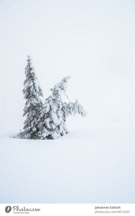Baum im Winter Schnee Feldberg Sturm Einsam Minimalistisch Schwarzwald Europa Einsamkeit Winterstimmung Frost Schneedecke Landschaft Kalt Natur Außenaufnahme