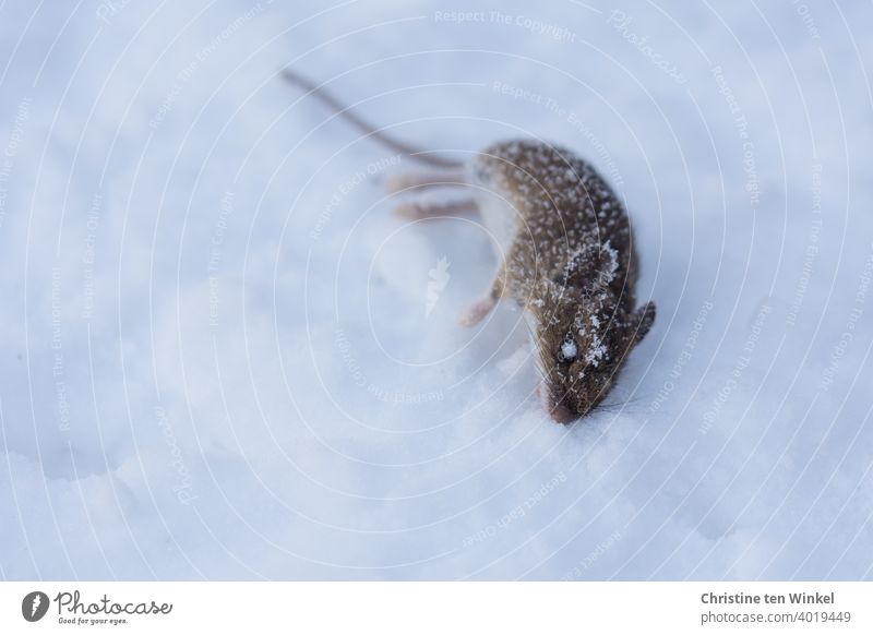Eine kleine tote überfrorene Maus liegt auf der Seite im Schnee tote Maus liegen Winter schnee Tier Nagetier Tod Nahaufnahme Tierporträt Totes Tier 1 Wildtier