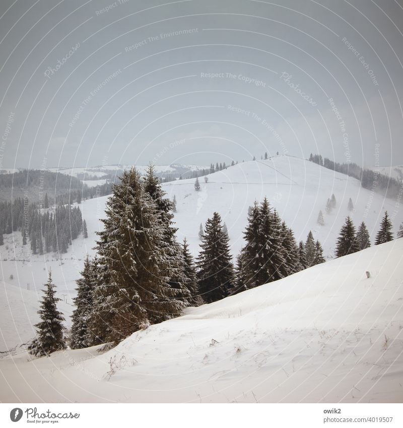 Über die Berge Schneelandschaft Osteuropa karg Wald Nadelbaum hell weiß kalt Wetter Schneedecke Hügel Panorama (Aussicht) Fernweh Rumänien Weite tief verschneit