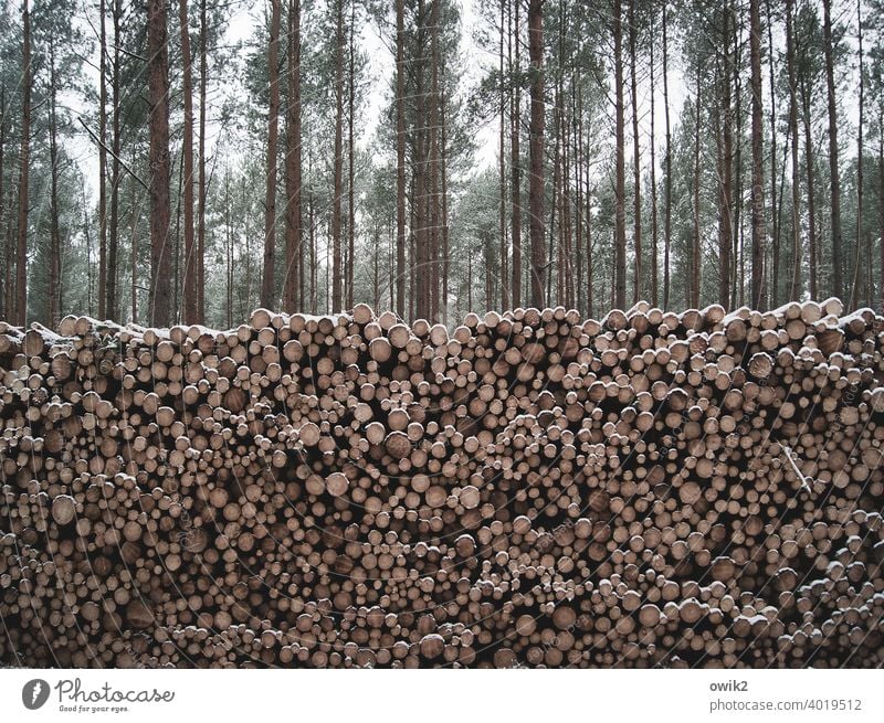 Räumkommando Abholzung Wald Forstwirtschaft Material Schnittholz Totholz Zwischenlager Nutzholz Vorrat Totale groß Jahresringe liegen aufeinander gefallen