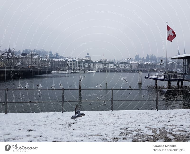 Winterstimmung in Luzern/Schweiz am See mit Möwen und Taube im Landeanflug. Schnee Wasser Außenaufnahme Farbfoto Menschenleer Tourismus Landschaft weiß