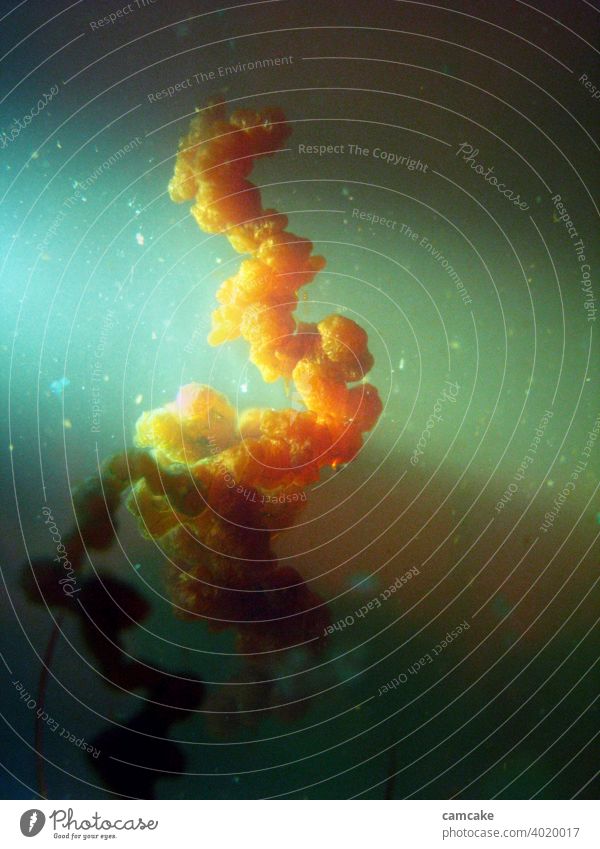 Physik im Nebel mit Lichtschein Chemie Natur Wachstum DNA Leben Medizin mystisch Astronomie Lichteinfall Lichtpunkt Kette Biologie Wasser Mikrobiologie