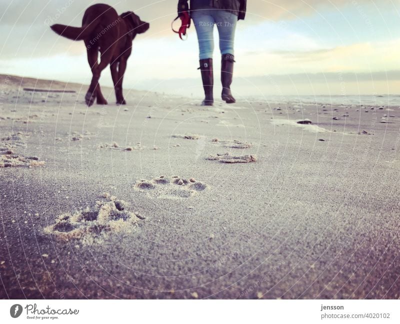 Strandspaziergang mit Hund Labrador Labrador Retriever braun Pfotenabdruck Spuren spuren im sand spuren hinterlassen Nordsee Nordseeküste Sand Frau Frauenbein
