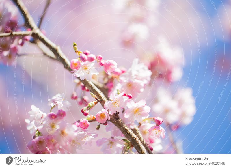 Kirschblüten vor blauem Himmel Kirschbaum Baum Farbfoto Außenaufnahme Frühlingsgefühle rosa Tag Menschenleer Duft Schönes Wetter Umwelt Pflanze Blüte schön