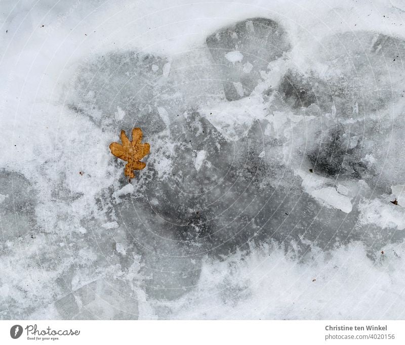 Tauwetter...  Zertrampelter schmelzender nasser Schnee und ein braunes Eichenblatt aus der Vogelperspektive Schneeschmelze Winter kalt tauen Eis Frost