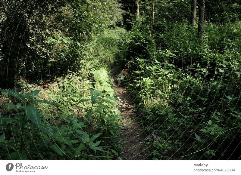 Pfad durch das Unterholz des Teutoburger Waldes in Oerlinghausen bei Bielefeld in Ostwestfalen-Lippe grün Natur Landschaft Weg Wanderweg Trekking wandern