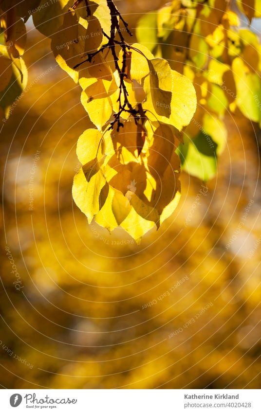 Cluster von gelben Blättern Blatt gold golden fallen Herbst Ast baumeln Textfreiraum vertikal herbstlich Saison saisonbedingt Pflanze Flora Wandel & Veränderung