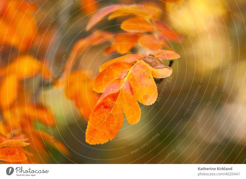 Orange Blätter Nahaufnahme Blatt Cluster orange gelb Farbe farbenfroh Herbst fallen herbstlich Saison saisonbedingt Wandel & Veränderung Baum Pflanze