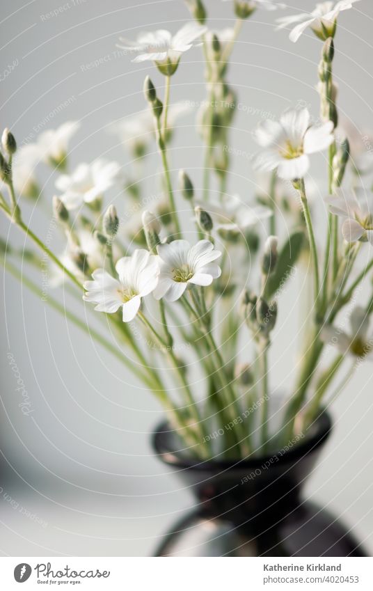 Weiße Blumen in Vase Nahaufnahme geblümt Fenster Objekt saisonbedingt im Innenbereich heimwärts Haus Textfreiraum natürlich Dekor Dekoration & Verzierung
