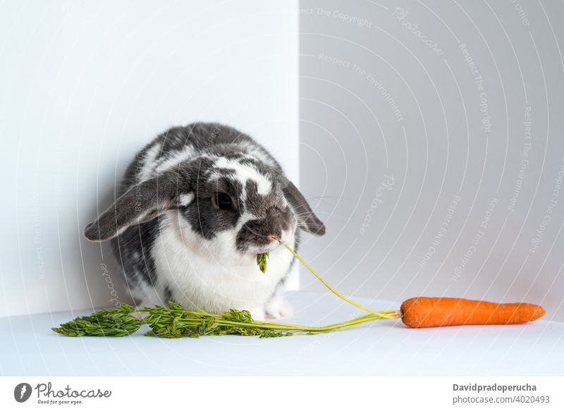 Hauskaninchen frisst frische Karotte Kaninchen Hase essen Möhre Haustier Tier niedlich heimisch Fleck bezaubernd Fauna Fussel wenig süß Lebensmittel Futter