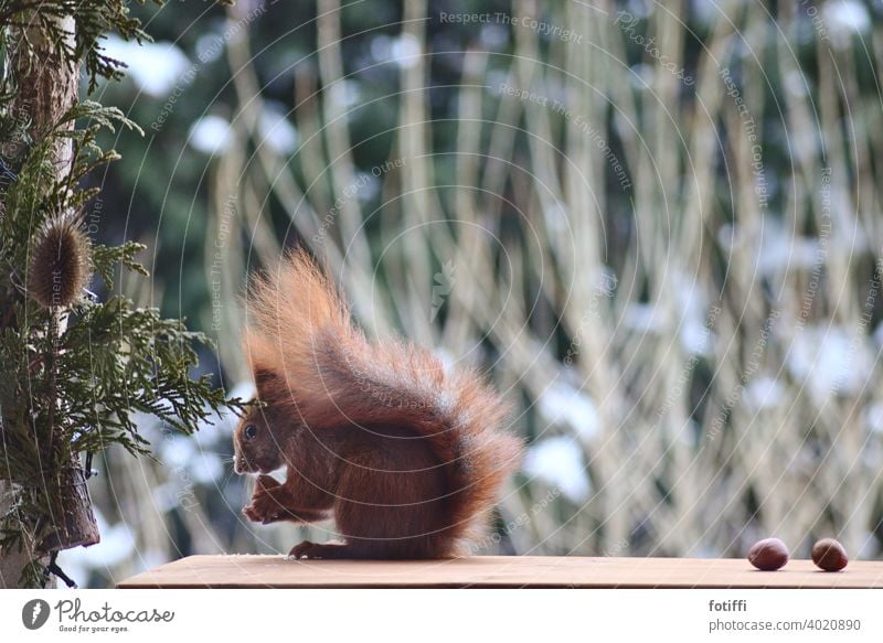 Eichhörnchen ergattert Nuss auf Balkon Tier fauna Futter Futtersuche Umwelt Tierwelt Außenaufnahme Natur Säugetier flauschig niedlich nager Fressen klein