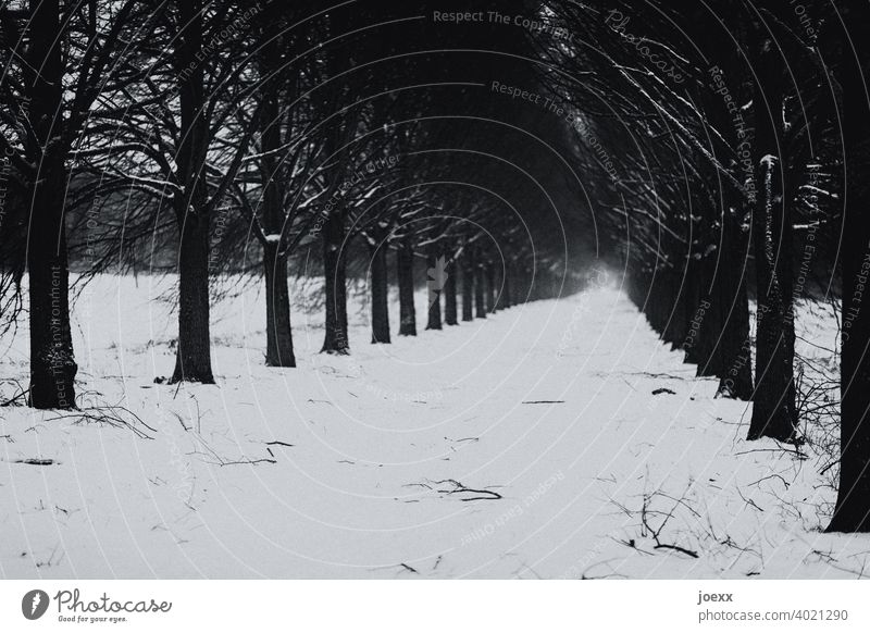 Baumallee,  schneebedeckter Boden, schwarzweiß Allee Bäume dunkel grau Schnee Weg Äste Ferne Nebel Melancholie Perspektive gerade Kälte Landschaft Straße