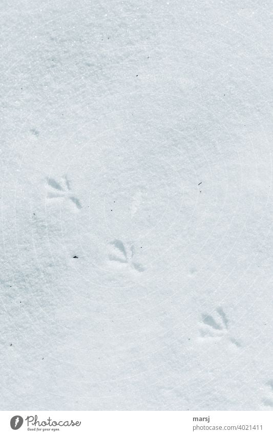 Vertiefend. 3 Fußabdrücke eines Vogels auf weißem Schnee In Reih und Glied Fußspur Vogelspuren Spuren spurenlesen Fährte Frost kalt Schneespur