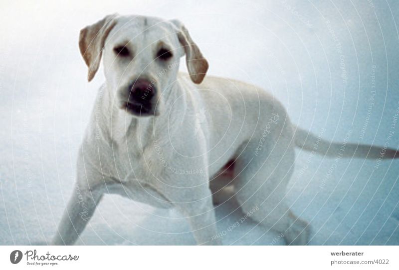 gina im schnee Hund Tier motion Schnee