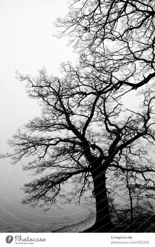 Insel Rügen Umwelt Natur Landschaft Pflanze Wasser Himmel Wolken Herbst schlechtes Wetter Nebel Baum Gras Sträucher Wildpflanze Wald Küste Strand Bucht Ostsee