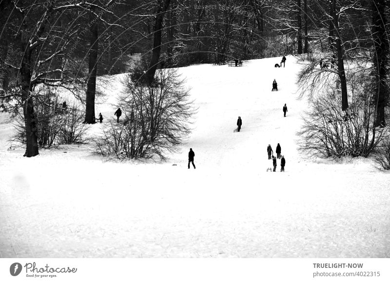 Schlitten fahren, Rodel Spaß im Park auf dem Babelsberg. Es ist schon später Nachmittag, die meisten sind schon heim gegangen, nur ein paar Unermüdliche teilen sich das kalte Weiss des Schnees mit den kahlen Büschen und Bäumen